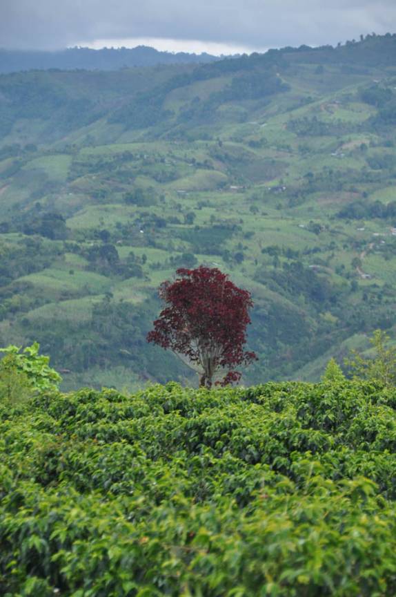 Plantação de café nas montanhas de San Agustín, na Colômbia